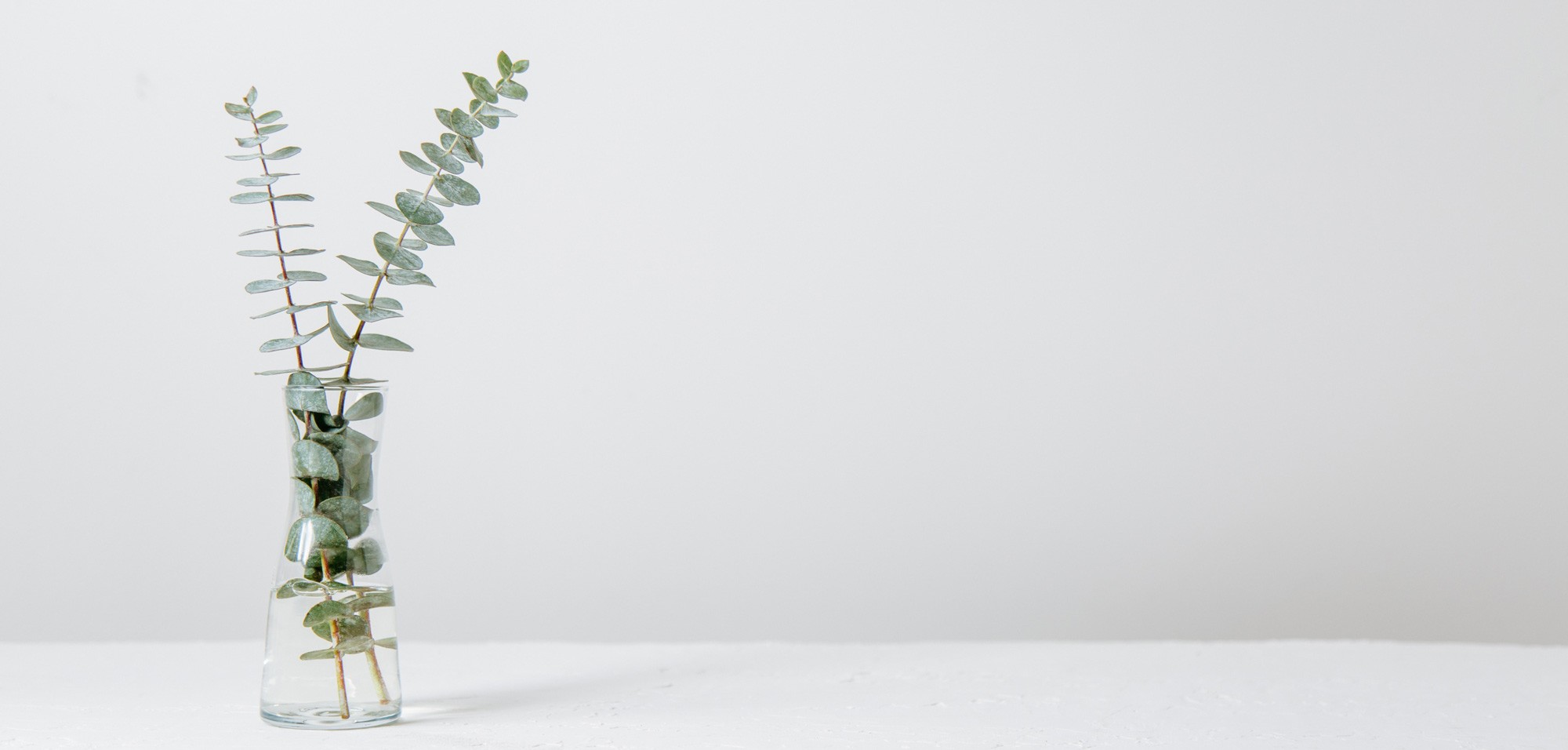 motio-plante-verte